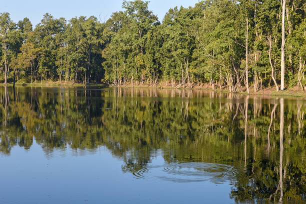 istock Beautiful quiet lake in Chitwan National Park on Nepal 1210972064