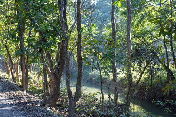 istock Beautiful quiet river in Chitwan National Park on Nepal 1210972108
