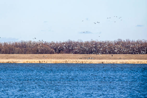 istock Large flock of birds 0543 1210974052