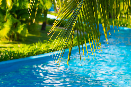 palm tree branch over defocused lazy river pool