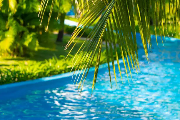 palm tree branch over defocused lazy river pool