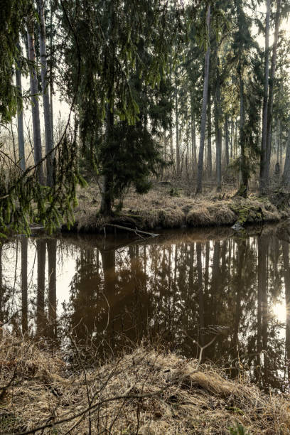 istock picturesque river in forest in autumn 1210974511