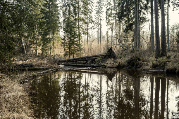 istock picturesque river in forest in autumn 1210974513