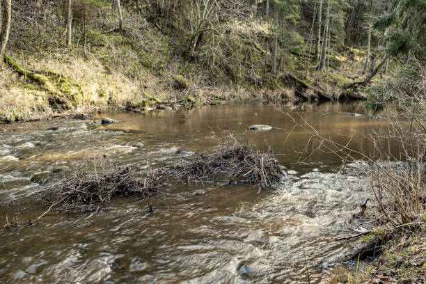 istock picturesque river in forest in autumn 1210974514