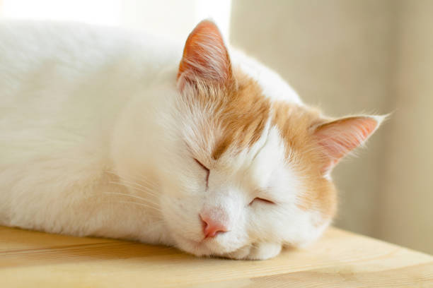 istock White and red cat sleeping at wooden table in the moning sunlight. 1210974546
