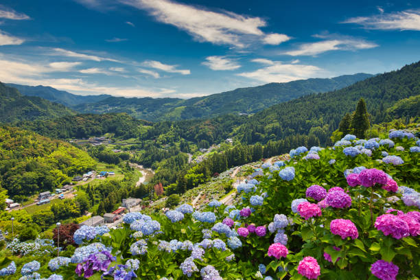 日本アジサイ美しい景色 - アジサイ ストックフォトと画像