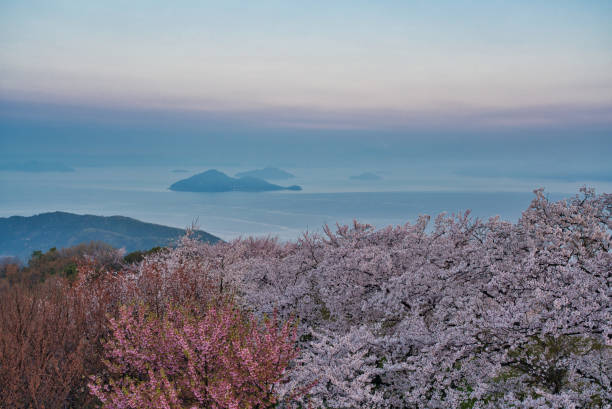 japan kagawa mitoyo shiudeyama sakura