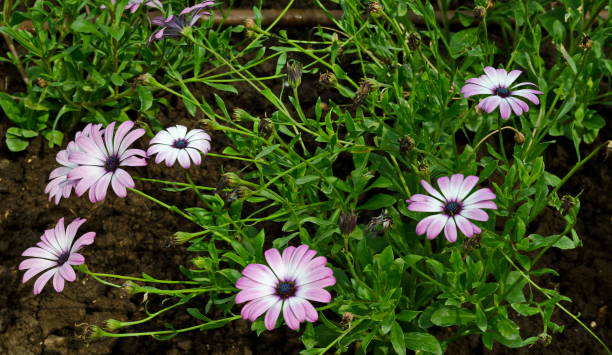 una hermosa flor de jardín conocida como osteospermum, dimorphotheca sinuata o african daisy - rose pink bright simply fotografías e imágenes de stock