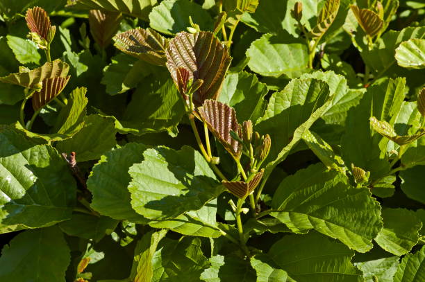 istock Young spring brown and green leaves on a branches, Teteven town 1210975705