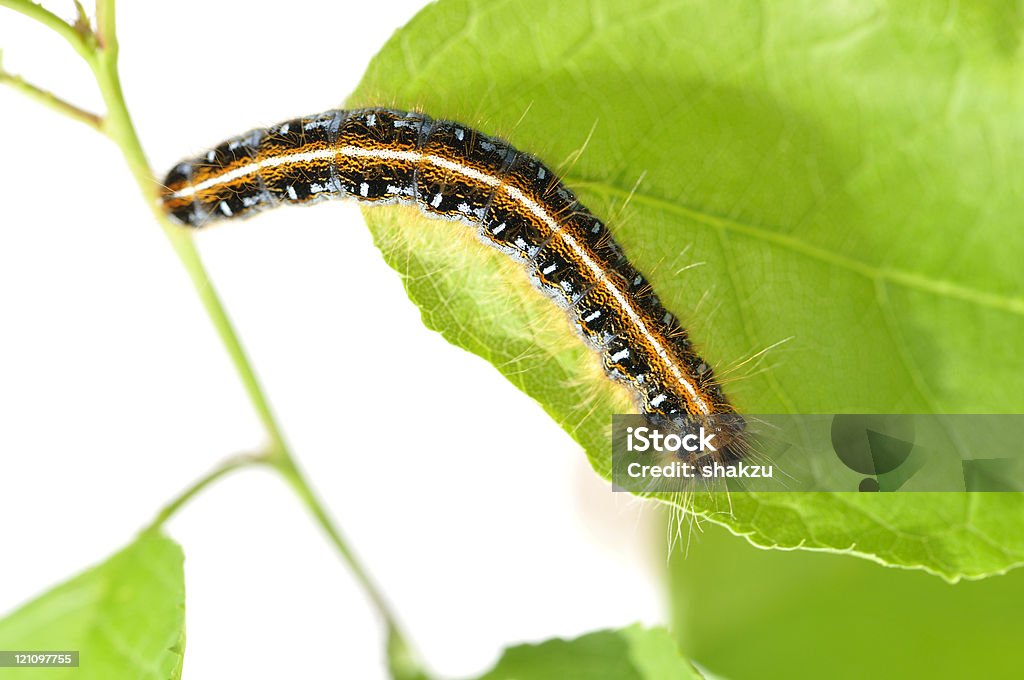 Caterpillar em folha - Foto de stock de Abdome royalty-free