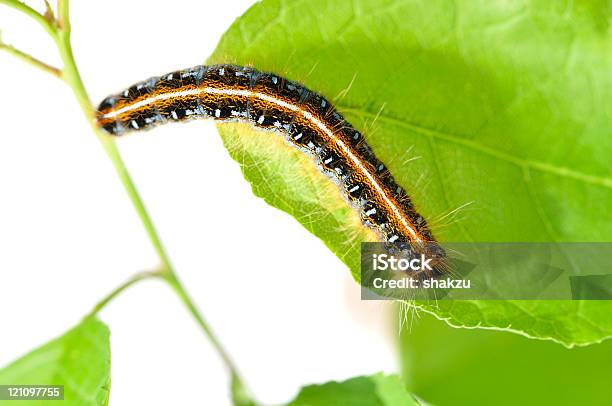 Lagarta De Folha - Fotografias de stock e mais imagens de Abdómen - Abdómen, Abdómen Animal, Agricultura