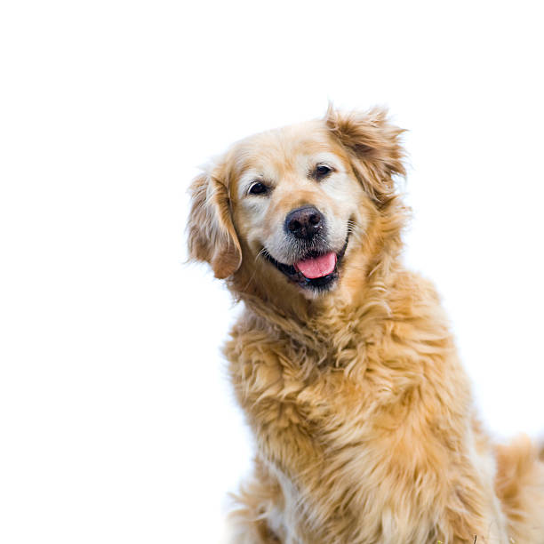 felice anziano, femmina golden retriever isolato su sfondo bianco - retriever foto e immagini stock