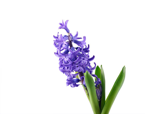 istock Purple Hyacinth flower 1210979650