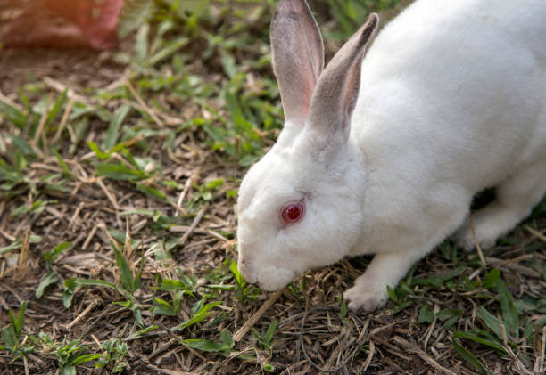 istock cute domestic rabbit on green grass in farm 1210979695