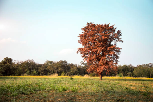 istock alone tree on agriculture farm and clear sky for landscape 1210979749