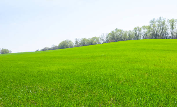 istock green rural field on a hill spring landscape 1210979763