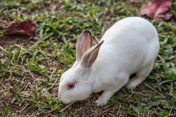 istock cute domestic rabbit on green grass in farm 1210979921