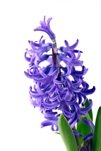 istock Purple Hyacinth flower 1210979972