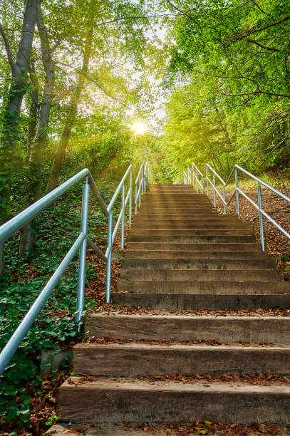 Bottom view to a wooden staircase that goes up in a forest. At the top of the stairs, sun rays break through the foliage of the trees.