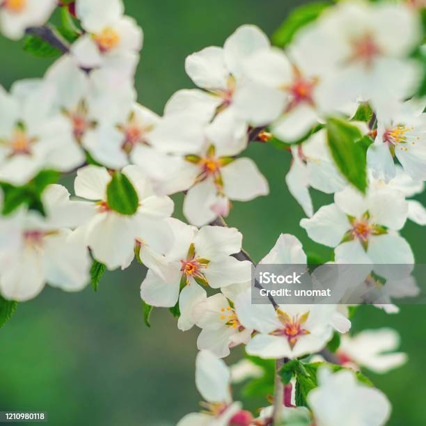 Sakura Or Cherry Blossom Flower Full Bloom Spring Season Stock Photo - Download Image Now