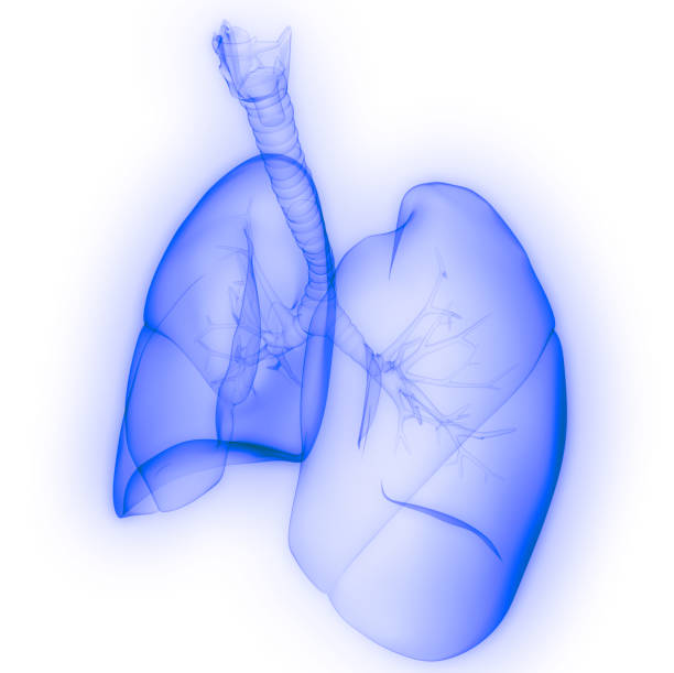 istock Lungs a Part of Human Respiratory System Anatomy X-ray 3D rendering 1210981791