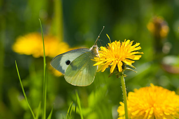 istock The green butterfly 121098226