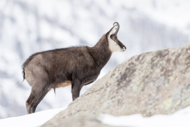 Beautiful portrait of Chamois in the snow (Rupicapra rupicapra) the elegance of Chamois in Alps mountains alpine chamois rupicapra rupicapra rupicapra stock pictures, royalty-free photos & images