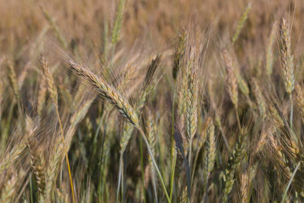 istock Close up of a wheat field. 1210982339