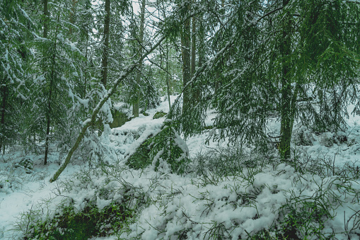 Winter Scandinavian forest after snowfall on a sunny frozen day