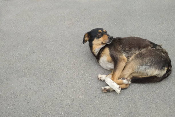 istock stray dog lying on the road 1210983415