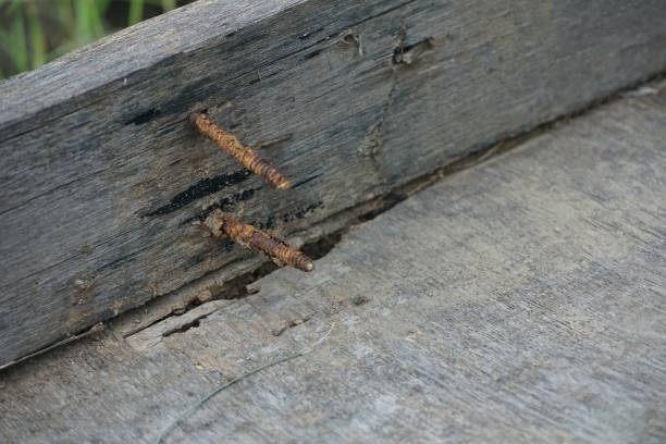 istock rusty nail in obsolete wood plank 1210983551