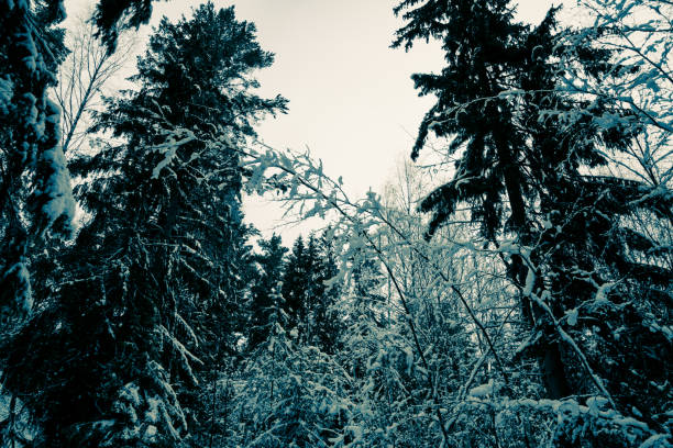 Winter Scandinavian forest after snowfall on a sunny frozen day