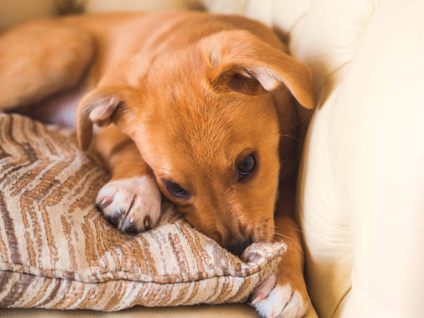istock Golden cute puppy playing with pillow on couch 1210983736