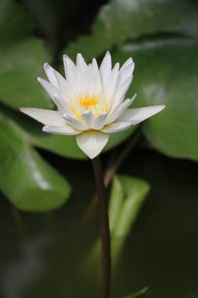 istock Beautiful white lotus 1210984378