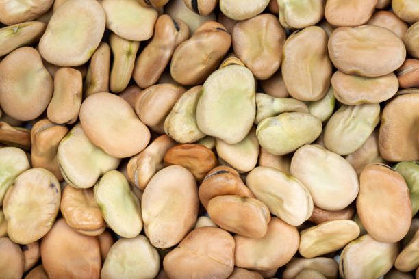 istock dry broad beans as a background. place for text. 1210984919