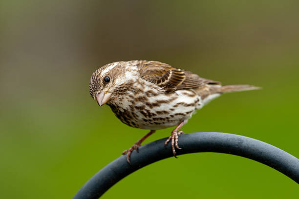 Purple Finch - Female