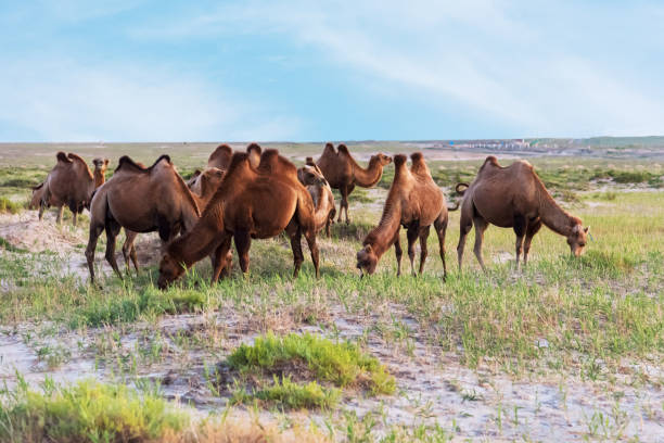 istock Camels grazing in the sunset 1210986481