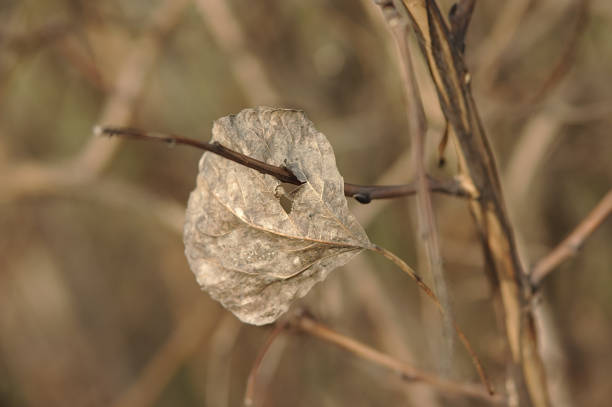 istock a dry leaf impaled on a dry branch. 1210987196