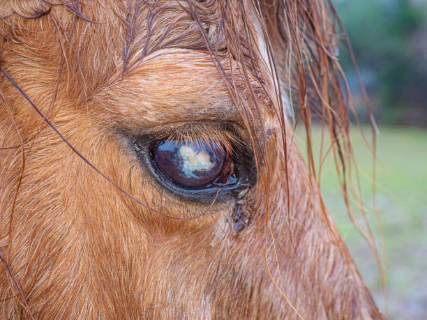 istock blind ponny with monthly or moon blindness 1210987673