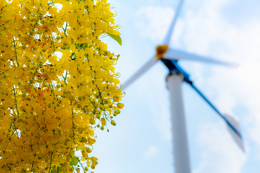 Windmill electric power source and the yellow flower of Golden Shower or Cassia Fistula, Clean energy concept from the wind in nature, environmentally friendly to reduce global warming for background