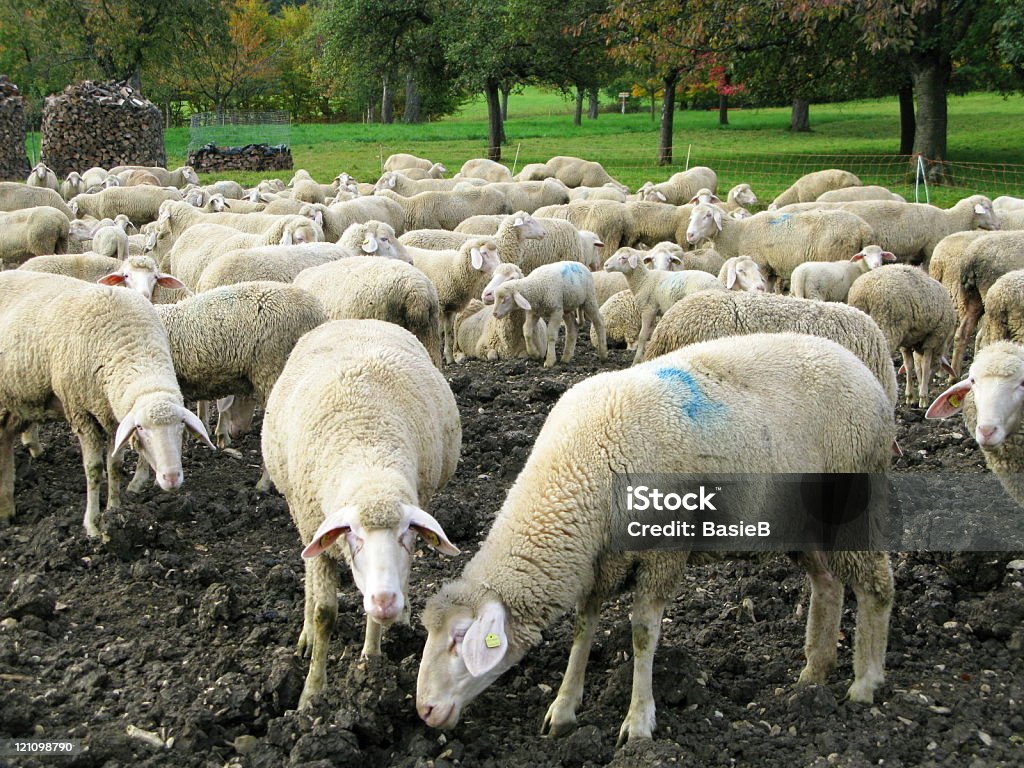Sheep on pasture Agricultural Field Stock Photo