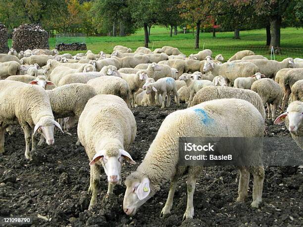 Sheep On Pasture Stock Photo - Download Image Now - Agricultural Field, Animal, Color Image