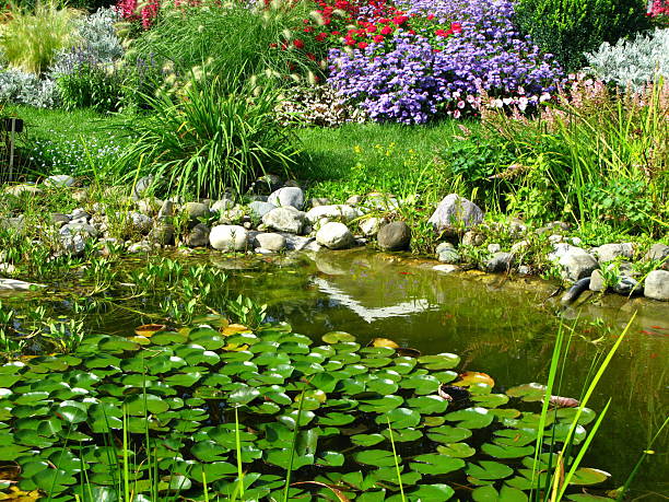 istock Beautiful pond with water lilies 121098798