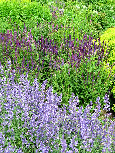 istock Flower garden with Sage 121098822
