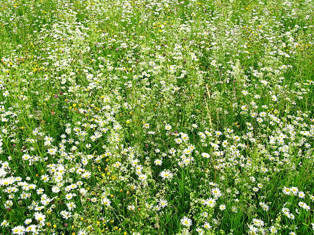 wildflower meadow - bergwiese - fotografias e filmes do acervo