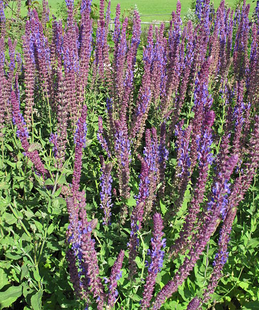 salvia nemerosa - küchenkräuter photos et images de collection