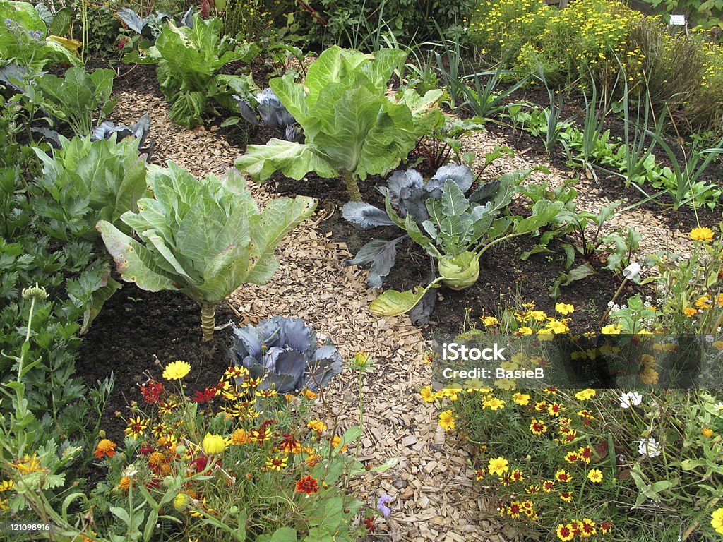 Jardin potager - Photo de Légume libre de droits