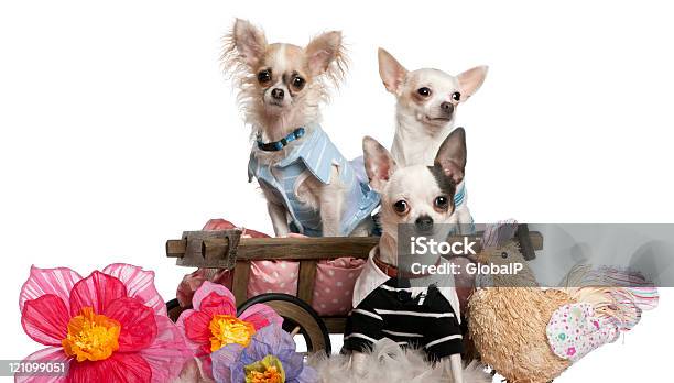 Chihuahuas 중요한 및 경견 침대 왜건 흰색 배경 0명에 대한 스톡 사진 및 기타 이미지 - 0명, 가축, 강아지-개