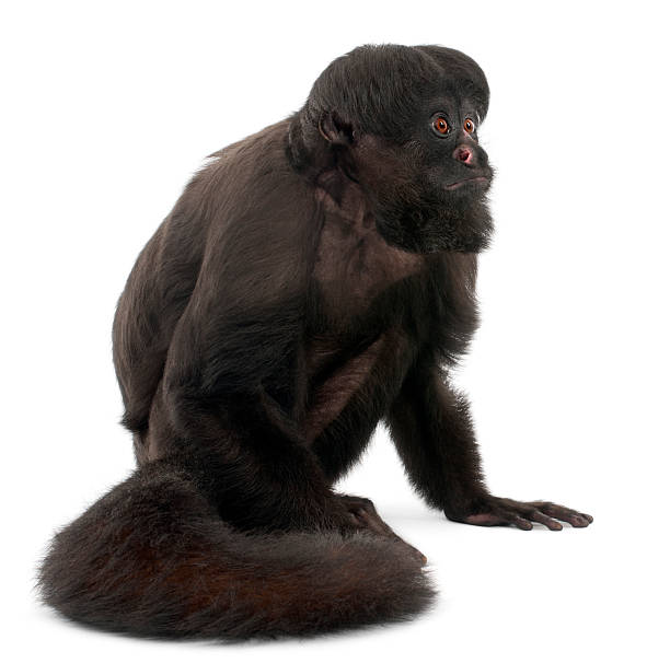 istock Black Bearded Saki, Chiropotes satanas, white background. 121099148