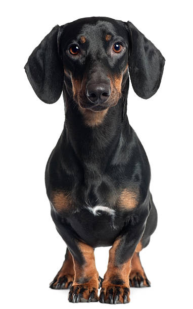 perro tejonero, de un año de edad, de pie, fondo blanco. - dachshund dog fotografías e imágenes de stock